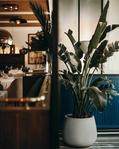 Pflanzkübel Schalenform betonfarben MyTraumgarten