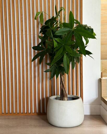 Pflanzkübel Schalenform betonfarben MyTraumgarten