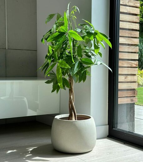 Pflanzkübel Schalenform betonfarben