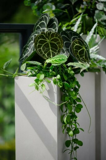 Pflanzenkübel hoch, eckig betonfarben MyTraumgarten