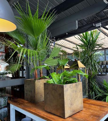 Pflanzkübel würfelförmig gold MyTraumgarten