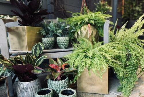 Pflanzkübel würfelförmig gold MyTraumgarten