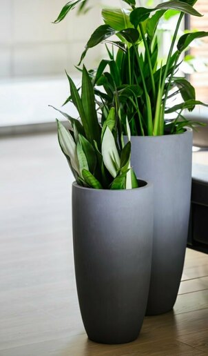 Moderner Planztopf mit schlanker, hoher Form dunkelgrau MyTraumgarten