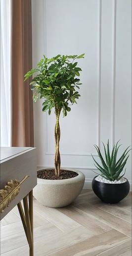 Pflanzenschale betonfarben MyTraumgarten