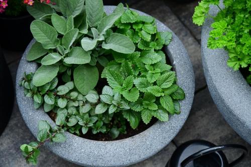 Pflanzenschale anthrazit MyTraumgarten