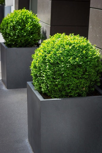 Pflanzenkübel würfelförmig dunkelgrau MyTraumgarten